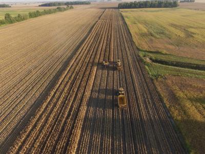 Seed Corn Harvest