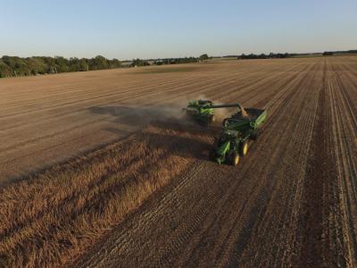 Soybean Harvest